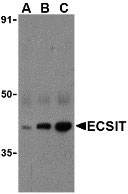 WB - ECSIT Antibody ASC10264
